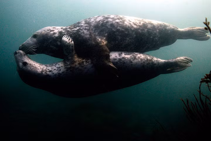 Hai con hải cẩu xám hôn nhau dưới nước ở ngoài khơi đảo Farne, Anh.