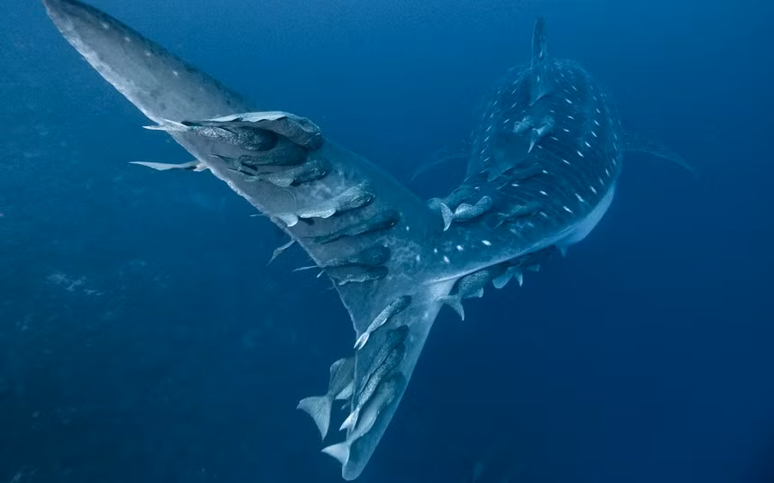 Những con cá ép đang làm vệ sinh cơ thể cho một con cá mập voi ở ngoài khơi quần đảo Galapagos.
