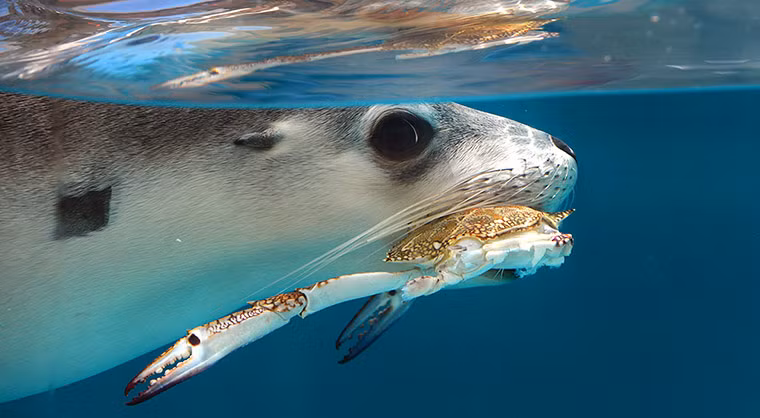Hải cẩu đang nhai một con cua trong vườn thú Taronga ở Sydney, Australia.