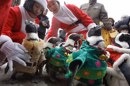 Một đàn chim cánh cụt diện đồ như ông già Noel lạch bạch diễu hành qua phố tới công viên giải trí Everland của Hàn Quốc.