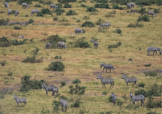 Ngựa vằn gặm cỏ trên thảo nguyên trong vườn quốc gia Amboseli, Kenya.