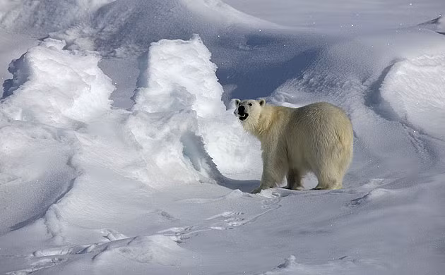 Gấu Bắc Cực đi trên một tảng băng lớn trên eo biển Robeson nằm giữa Greenland và Canada.
