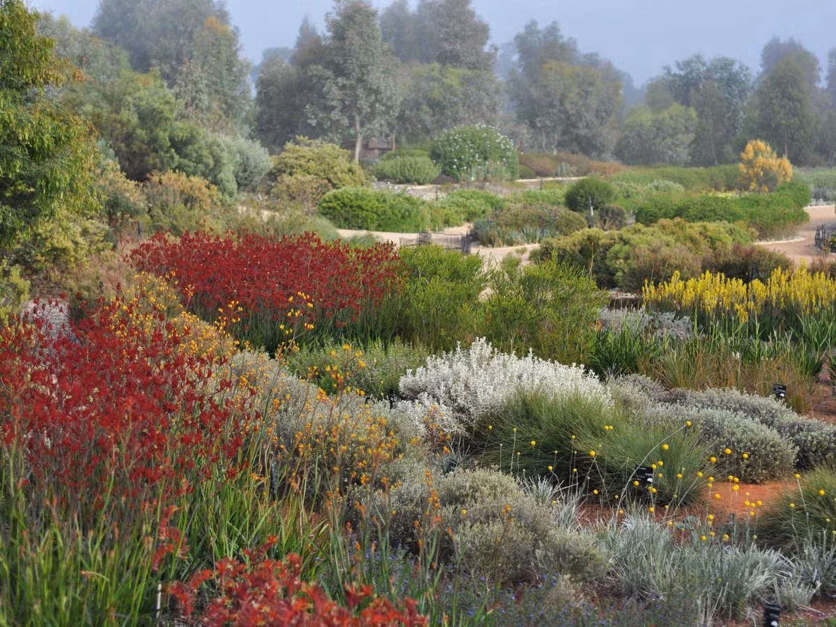 Khu vườn Australian Garden giành giải cao nhất trong hạng mục nhà vườn.