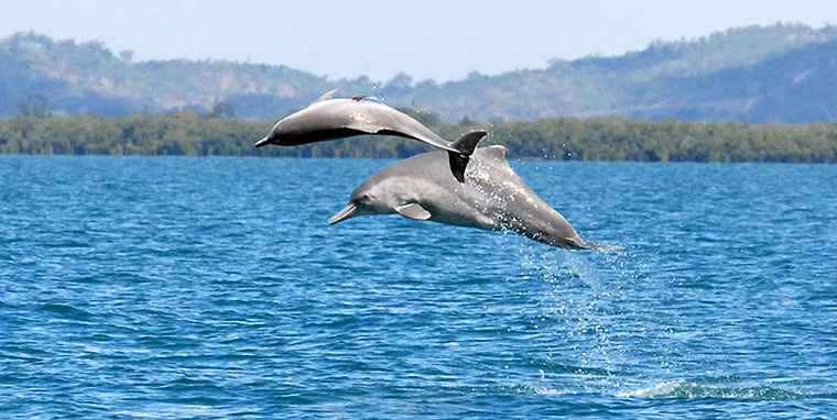 Cá heo lưng gù nhảy lên khỏi mặt nước ở ngoài khơi bờ biển phía bắc Australia.