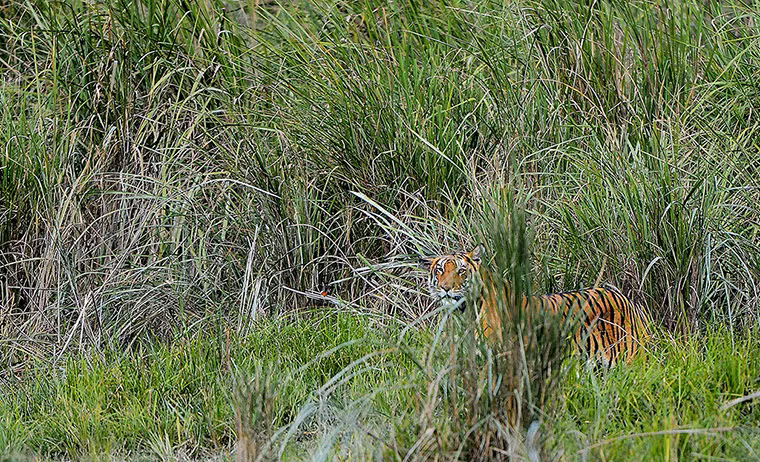 Một con hổ Bengal trong vườn quốc gia Kaziranga ở Assam, Ấn Độ.