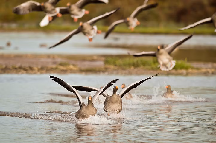 Đàn ngỗng xám đáp xuống khu vực ngập nước ở Gloucestershire, Anh.