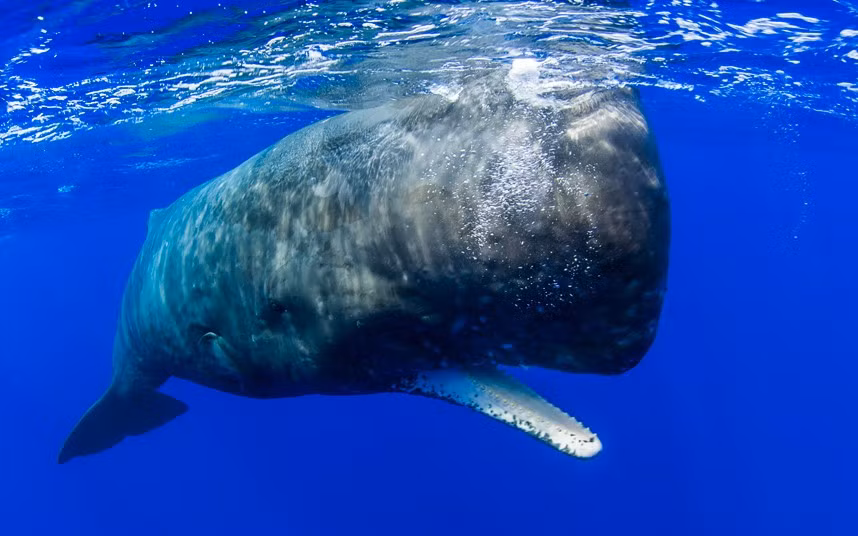 Cá nhà táng ở ngoài khơi đảo Ogasawara, Nhật Bản.