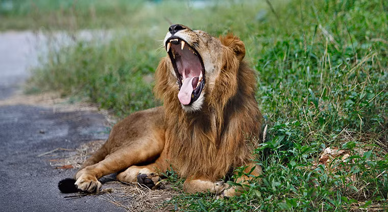 Một con sư tử ngáp khi nó nằm nghỉ ngơi ven đường trong vườn quốc gia Bannerghatta, ở Bangalore, Ấn Độ.