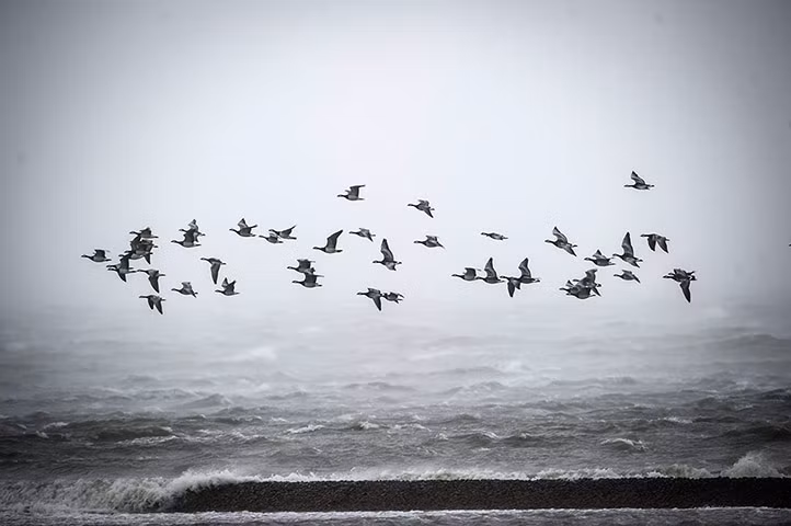 Đàn chim bay trên những con sóng ở Langeness, Đức.