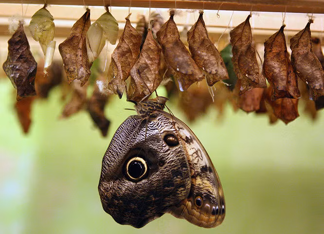 Bướm cú (Caligo memnon) chui ra khỏi nhộng tại một triển lãm ở Bishkek, Kyrgyzstan.