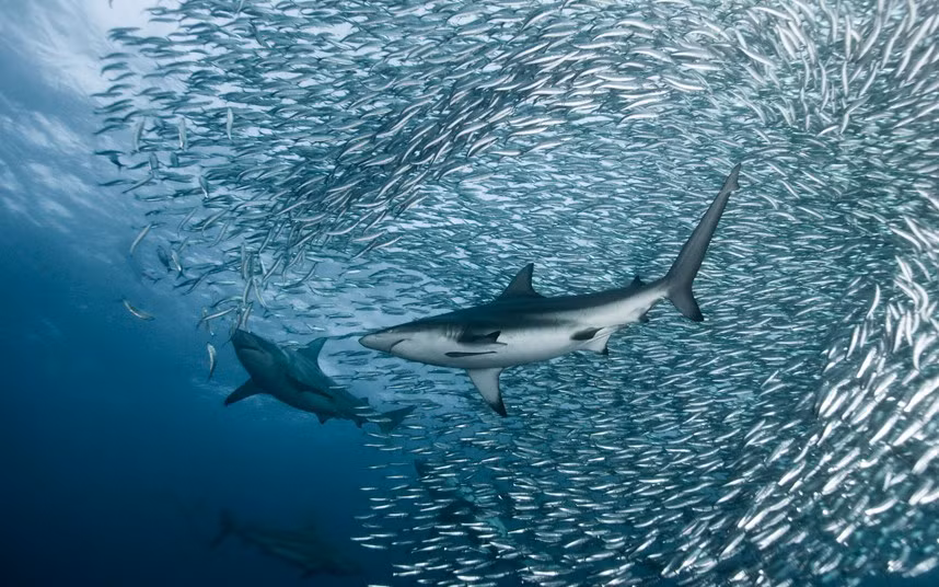 Cá mập săn mồi ở ngoài khơi Nam Phi.