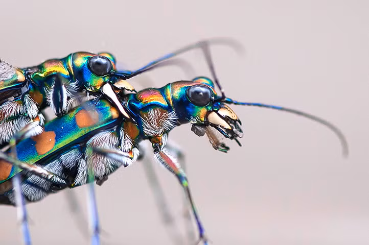 Một cặp bọ cánh cứng hổ giao phối trên bờ sông Jayanti trong công viên quốc gia Buxa ở Alipurduar, Ấn Độ.