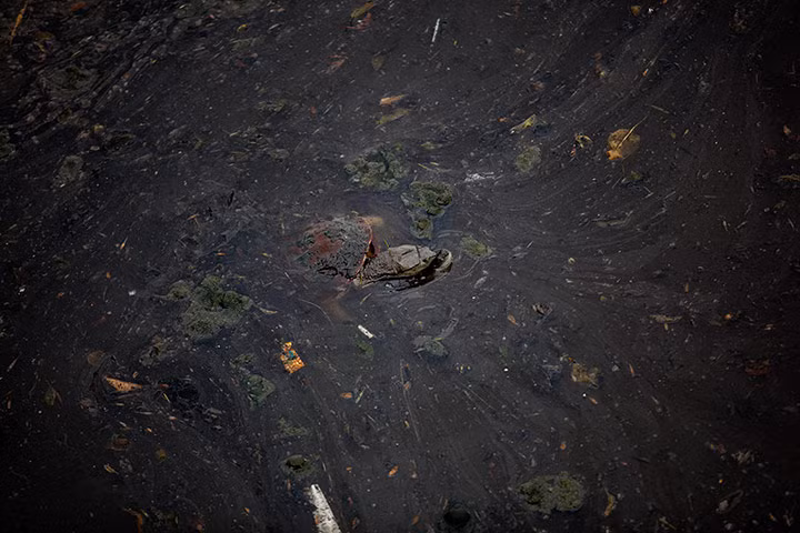 Một con rùa bơi dưới nước ô nhiễm ở sông Riachuelo, Buenos Aires, Argentina.