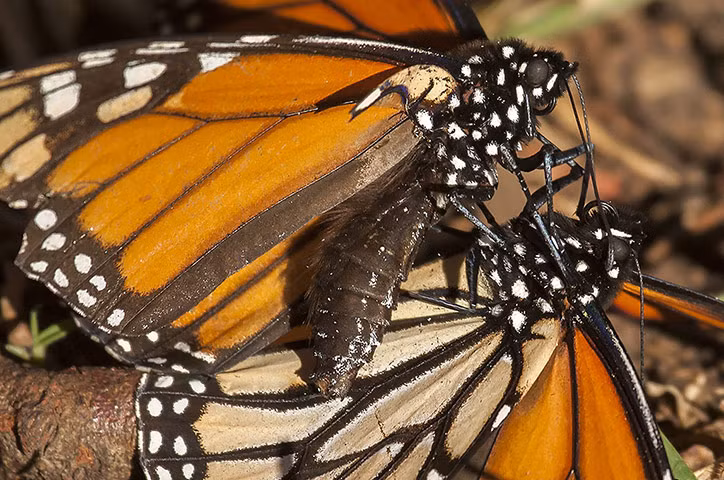Hai con bướm chúa đánh nhau ác liệt. Bướm chúa đực thường đánh nhau để tranh giành lãnh thổ khi kiếm bạn tình.