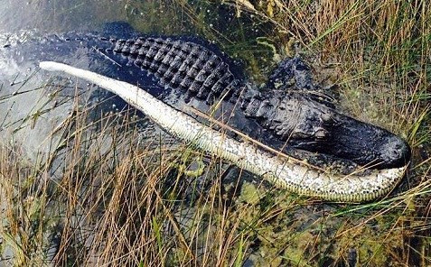 Con trăn khổng lồ chết thảm trong trận đấu “một mất, một còn” với cá sấu Mỹ tại công viên quốc gia Everglades, Mỹ.