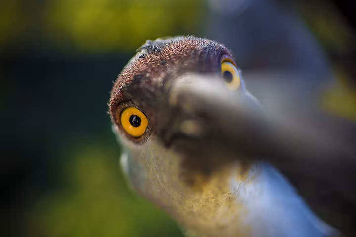 Cận cảnh một con sếu đồi cát Mississippi trong trung tâm nghiên cứu động vật có nguy cơ tuyệt chủng ở New Orleans, Louisiana, Mỹ.