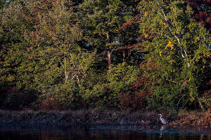 Một con diệc xanh (Ardea herodias) săn cá dưới hồ Congamond ở Suffield Connecticut, Mỹ.