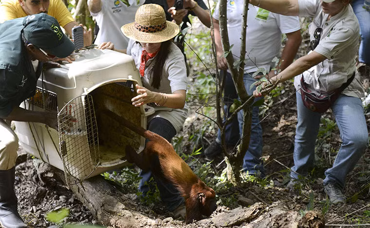 Khỉ rú đỏ (Alouatta seniculus) được thả về tự nhiên tại khu bảo tồn ở Antioquia, Colombia.