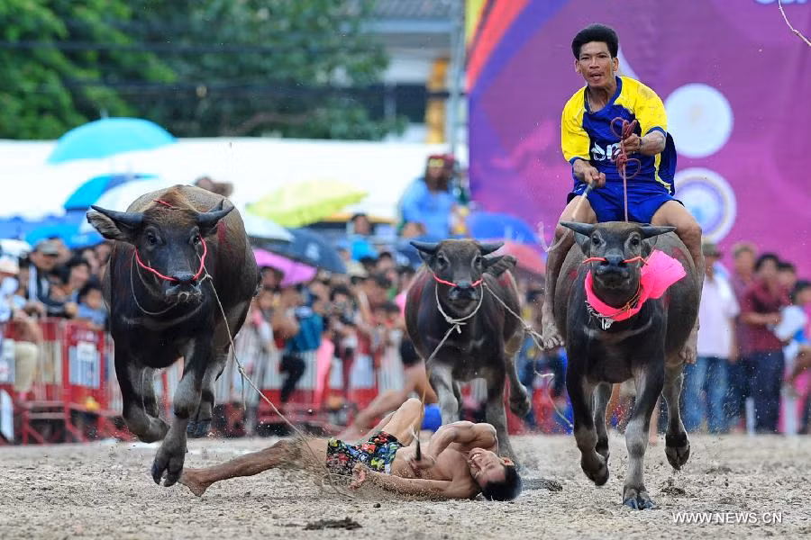 Những người điều khiển có thể gặp nguy hiểm, nếu họ bị ngã khỏi lưng trâu.