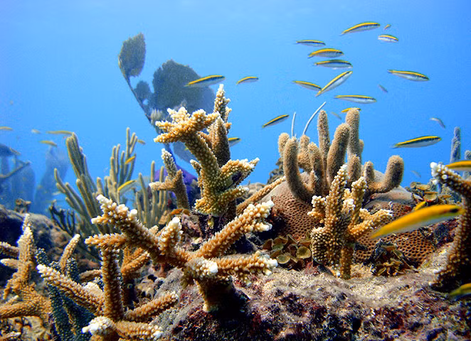 Đàn cá nhỏ bơi trên rạn san hô ở ngoài khơi Punta Cana, Dominica.