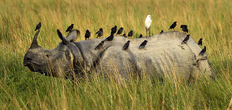 Đàn chim nhồng và một con chim diệc bạch đậu trên lưng tê giác trong vườn quốc gia Kaziranga ở Assam, Ấn Độ.