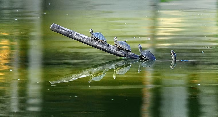Rùa thích thú tắm nắng trong một hồ nước ở Guwahati, Assam, Ấn Độ.