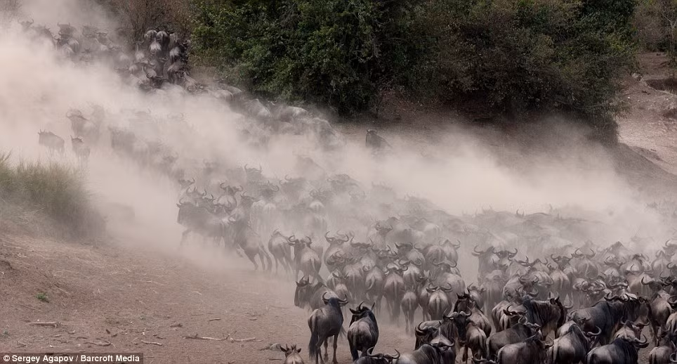 Mùa di cư của linh dương đầu bỏ thường kéo dài từ tháng 7 đến tháng 10 hàng năm.