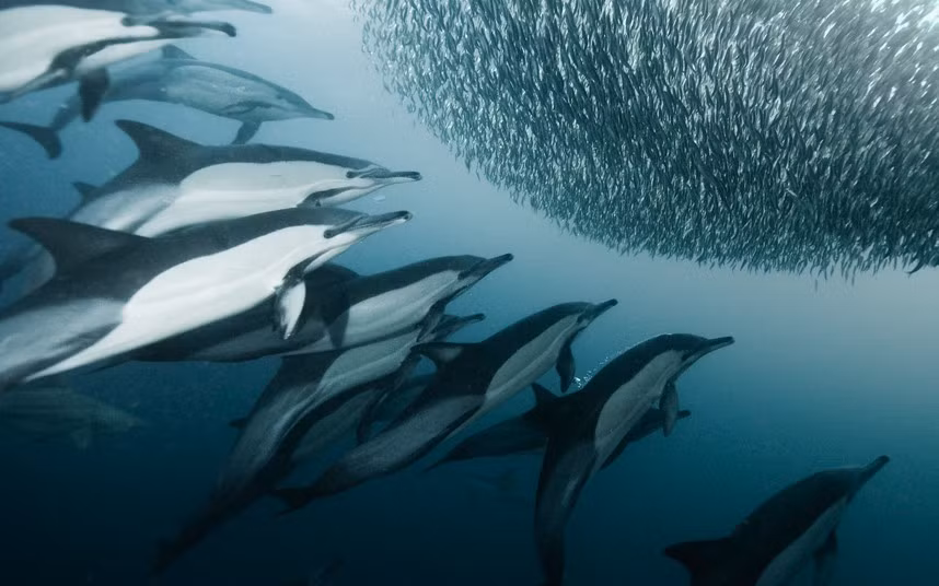 Đàn cá heo đang tấn công những con cá nhỏ ở ngoài khơi Nam Phi.