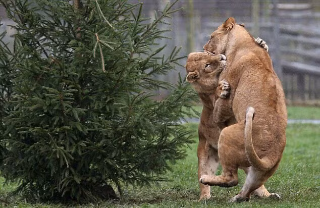 Hai con sư tử cái châu Phi tên là Makalu và Libby lao vào cắn xé nhau bên cạnh cây thông Noel để tranh giành thức ăn.