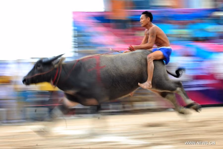 Người điều khiển thường ngồi ở phía hông sau của trâu để giúp trâu chạy nhanh hơn.