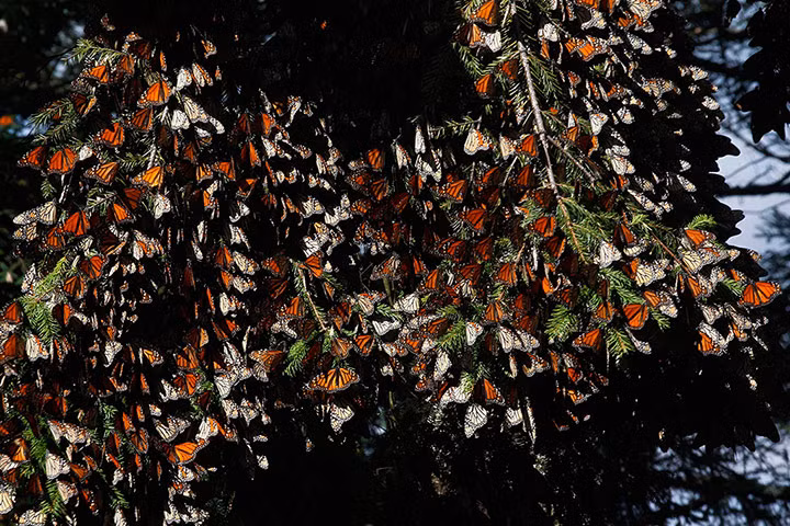 Hàng nghìn con bướm chúa di cư về khu bực miền trung bang Michoacan, Mexico.