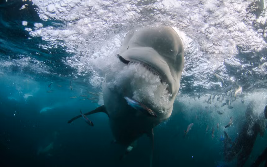 Cá mập săn cá mòi ở ngoài khơi Nam Phi.