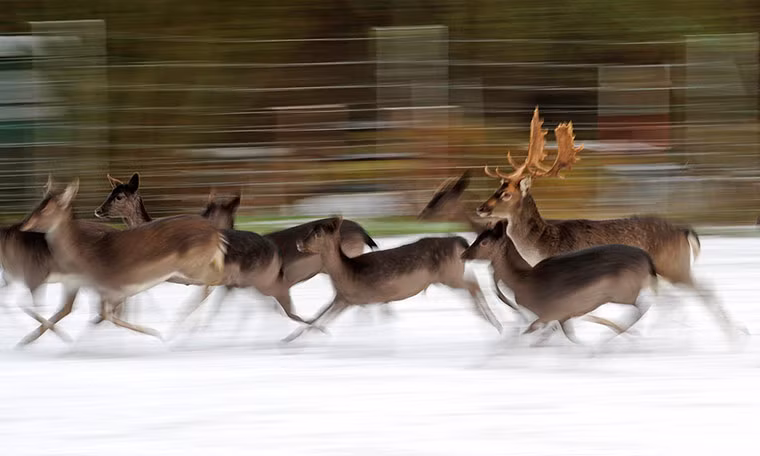 Đàn hươu chạy trên cánh đống phủ đầy tuyết trắng ở Neustadt am Rübenberge, Đức.