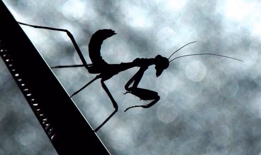 Bọ ngựa con đậu trên một cái nhíp trong vườn thú Chester, Anh.