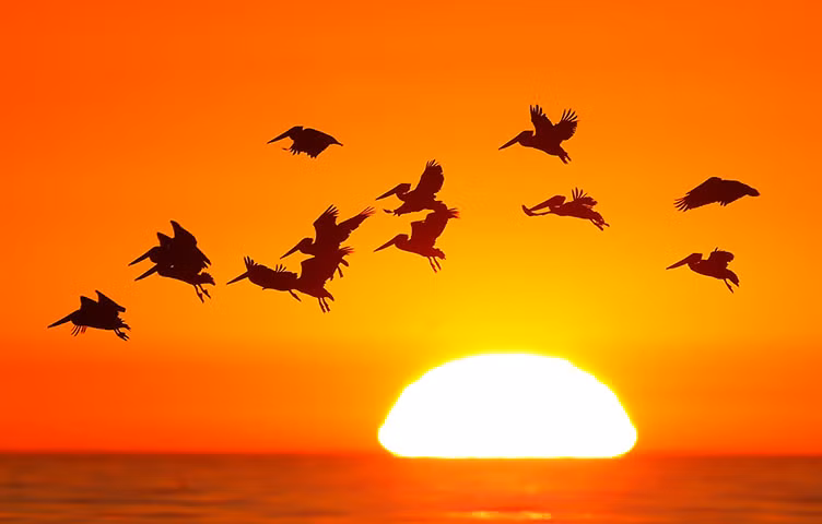 Đàn chim bồ nông in bóng trên nền trời hoàng hôn khi đang kiếm cá ngoài khơi bờ biển California, Mỹ.