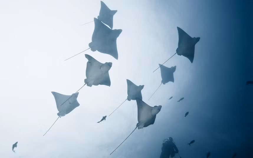 Đàn cá đuối lớn bơi cùng thợ lặn ngoài khơi quần đảo Galapagos.