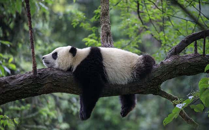 Tuy nhiên, cần phải kiểm tra thêm để xác định nguyên nhân thực sự gây ra cái chết. Vì vậy, người ta đã gửi con gấu trúc khổng lồ đã chết đến Trung tâm Nghiên cứu và Bảo tồn Gấu trúc Khổng lồ Trung Quốc để phân tích thêm về nguyên nhân cái chết.