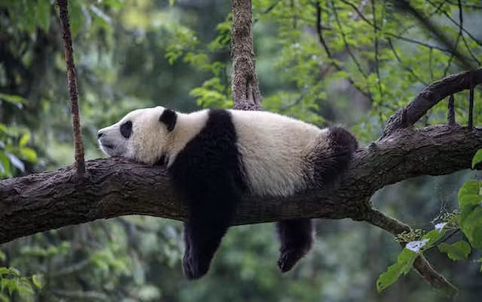 Tuy nhiên, cần phải kiểm tra thêm để xác định nguyên nhân thực sự gây ra cái chết. Vì vậy, người ta đã gửi con gấu trúc khổng lồ đã chết đến Trung tâm Nghiên cứu và Bảo tồn Gấu trúc Khổng lồ Trung Quốc để phân tích thêm về nguyên nhân cái chết.