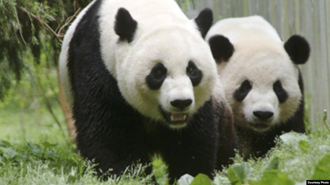 Một khi gấu trúc khổng lồ bị lũ quét cuốn trôi và rơi từ trên cao xuống, nó rất dễ mất khả năng di chuyển và có nguy cơ bị cuốn xuống sông và chết đuối. Tóm lại, khi sống giữa thiên nhiên, mọi tình huống bất ngờ đều có thể xảy ra. Ngay cả khi gấu trúc khổng lồ có tài bơi lội bẩm sinh thì vẫn có khả năng xảy ra đuối nước.