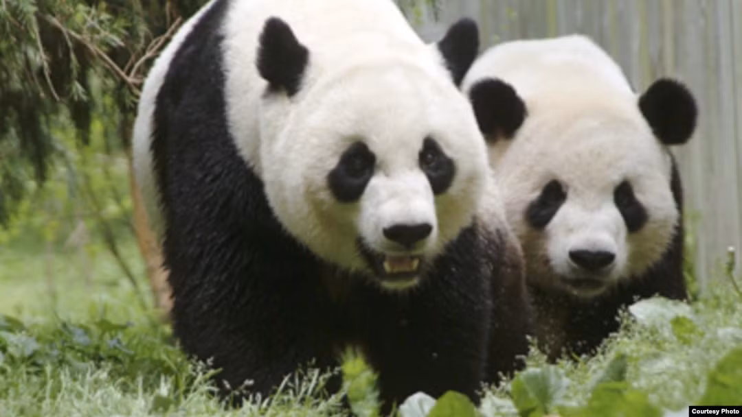 Một khi gấu trúc khổng lồ bị lũ quét cuốn trôi và rơi từ trên cao xuống, nó rất dễ mất khả năng di chuyển và có nguy cơ bị cuốn xuống sông và chết đuối. Tóm lại, khi sống giữa thiên nhiên, mọi tình huống bất ngờ đều có thể xảy ra. Ngay cả khi gấu trúc khổng lồ có tài bơi lội bẩm sinh thì vẫn có khả năng xảy ra đuối nước.