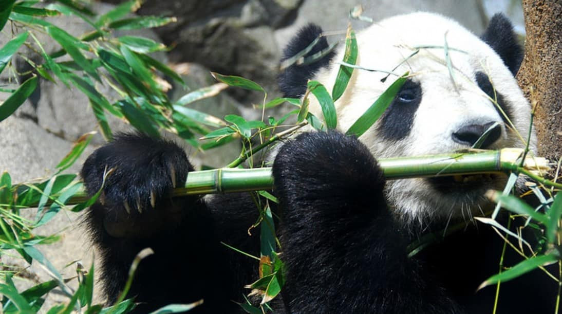 Vì vậy, gấu trúc khổng lồ không gặp vấn đề gì khi sống sót trong loại môi trường này. Chúng có thể vượt qua vùng nước này một cách thành công chỉ bằng cách lội nước.