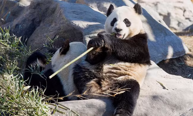  Như đã đề cập trước đó, môi trường sống của chúng chủ yếu chỉ có những lạch và sông nhỏ nên việc di chuyển qua những địa hình như vậy sẽ không có vấn đề gì. Tuy nhiên, một khi có mưa lớn, lũ quét xảy ra, lạch biến thành sông, sông nhỏ biến thành sông lớn, thì điều này tương đối nguy hiểm đối với gấu trúc khổng lồ.