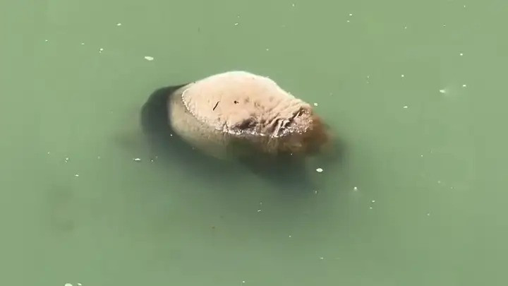 Sau khi nhận được tin báo của người dân, Cục Lâm nghiệp huyện Bảo Hưng đã nhanh chóng đến hiện trường vụ việc, đúng như dự đoán, một con gấu trúc khổng lồ được tìm thấy trên một con sông ở thị trấn Fengtongzhai và được cho là đã chết.