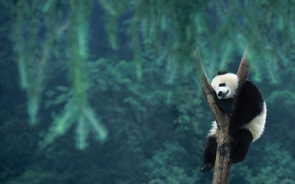 Sau đó, nhân viên từ các bộ phận liên quan đã đến và trục vớt xác gấu trúc khổng lồ. Sau khi kiểm tra sơ bộ, xác định cá thể gấu trúc khổng lồ này là một con gấu trúc trưởng thành, trên người không có vết thương bên ngoài và rất có thể đã bị chết đuối.