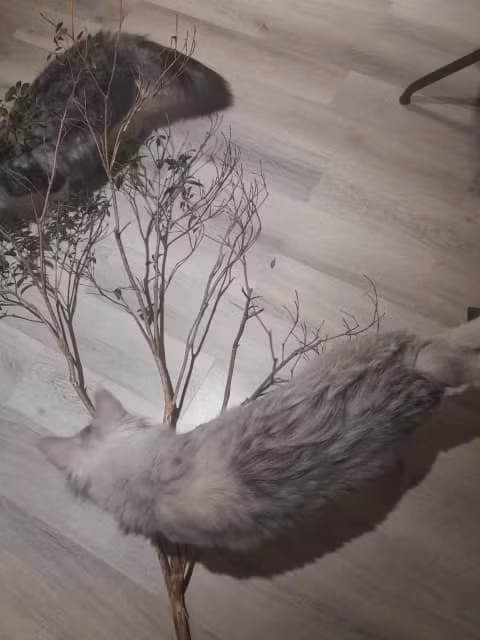 Sau 3 tuan o My, Tran Thanh hot hoang vi nha rieng bi tan pha-Hinh-4