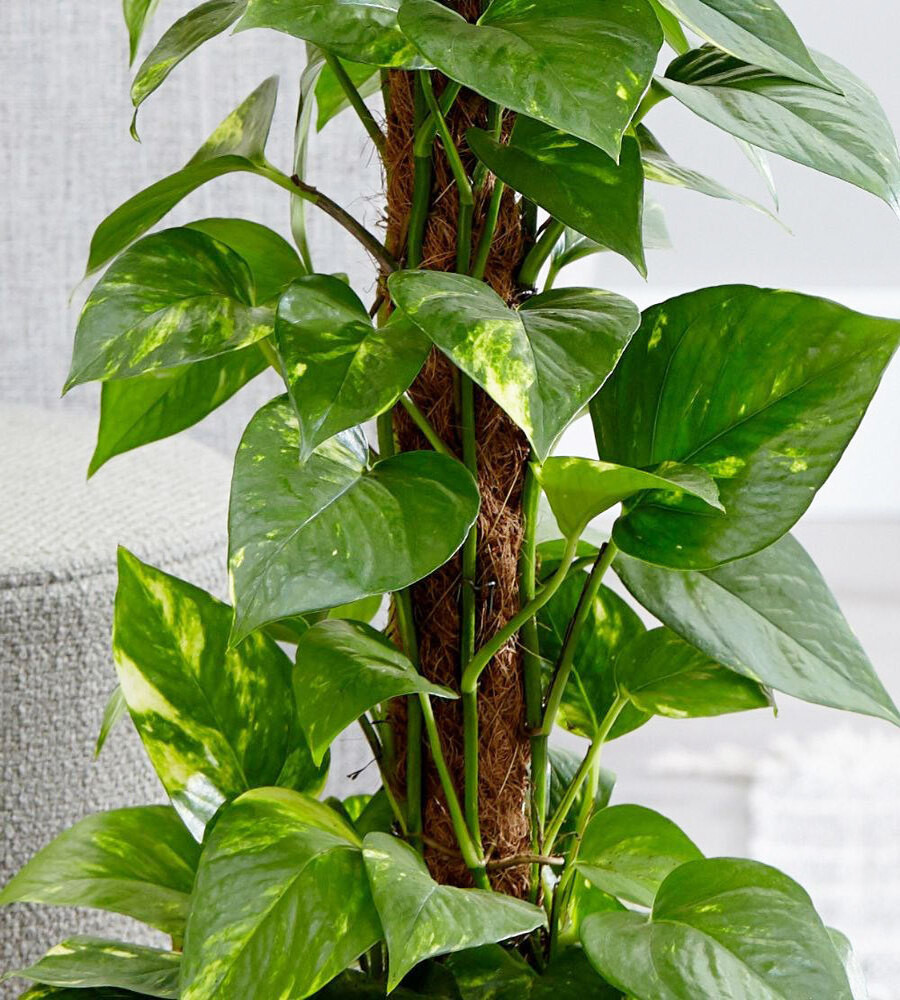  Có thể nhân giống cây trầu bà bằng cách giâm cành. Trước tiên, cần chuẩn bị đất trồng tơi xốp, có thể trộn thêm phân hữu cơ hay xơ dừa. Sau đó, cắt một cành trầu bà khoẻ mạnh có mắt chứa rễ khoảng 10cm rồi cắm vào đất. Tưới nước để duy trì độ ẩm và tránh ánh nắng, sau vài ngày thì cây sẽ bám rễ và sinh trưởng tốt.