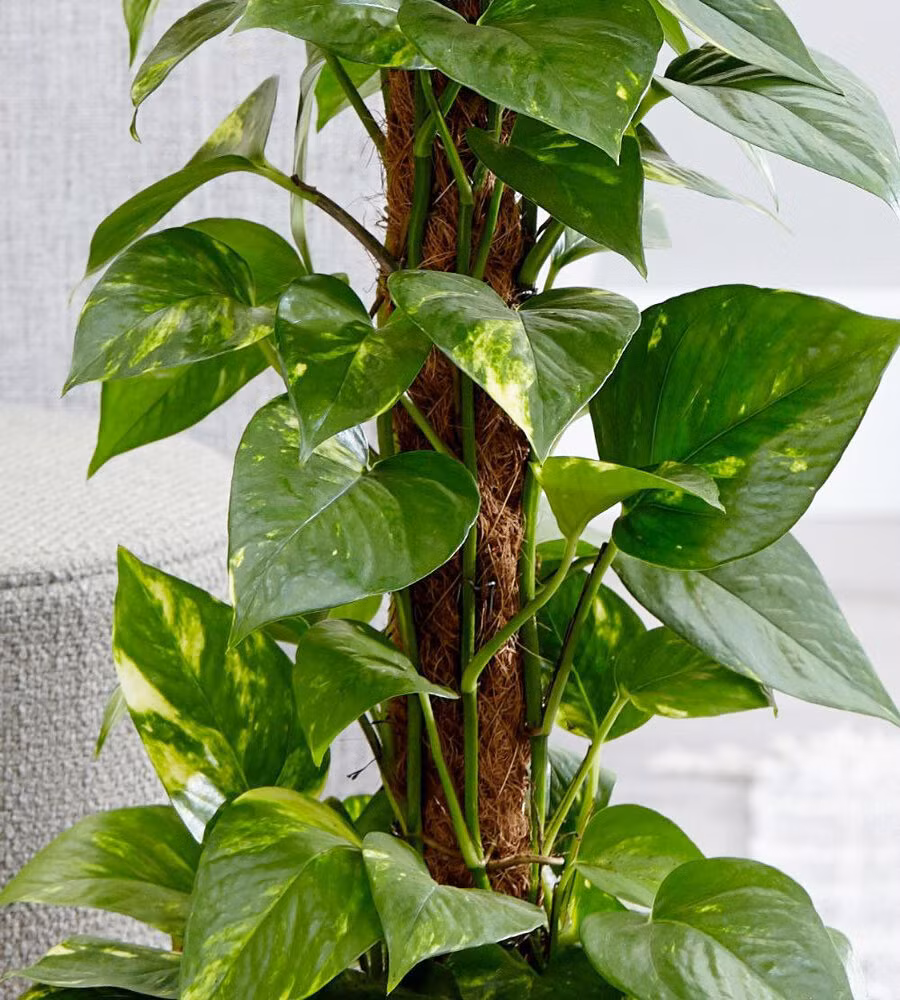  Có thể nhân giống cây trầu bà bằng cách giâm cành. Trước tiên, cần chuẩn bị đất trồng tơi xốp, có thể trộn thêm phân hữu cơ hay xơ dừa. Sau đó, cắt một cành trầu bà khoẻ mạnh có mắt chứa rễ khoảng 10cm rồi cắm vào đất. Tưới nước để duy trì độ ẩm và tránh ánh nắng, sau vài ngày thì cây sẽ bám rễ và sinh trưởng tốt.