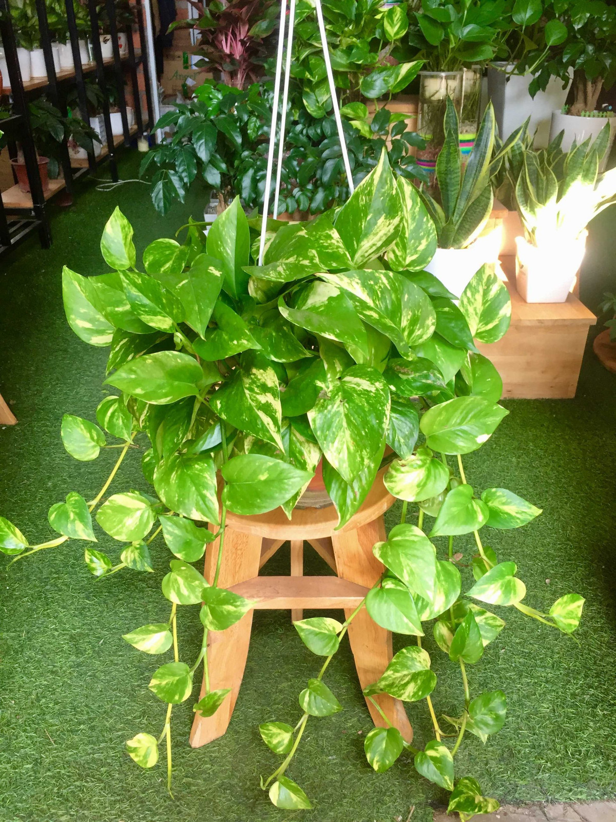  Cây trầu bà mang lại nhiều may mắn, vì vậy cần được đặt ở vị trí quan trọng trong ngôi nhà hoặc cơ quan. Vị trí thường thích hợp để đặt cây trầu bà bao gồm hai bên cửa ra vào của nhà, văn phòng, cơ quan hoặc trong phòng khách, phòng họp, hoặc bàn làm việc.