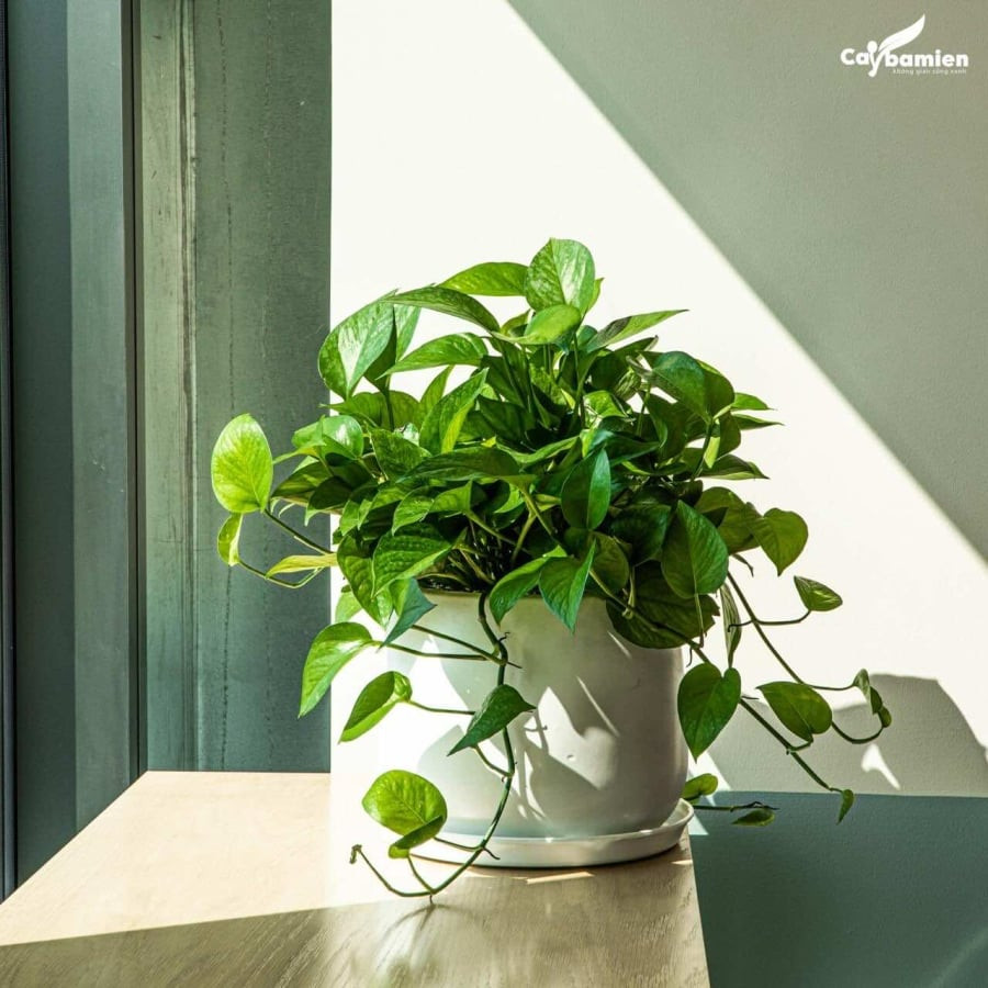 Tuy nhiên, có những vị trí không nên đặt cây trầu bà, vì nếu làm như vậy, cây có thể bị hại hoặc không phát triển tốt: Tránh đặt cây trầu bà giữa hai bên tủ truyền hình. 