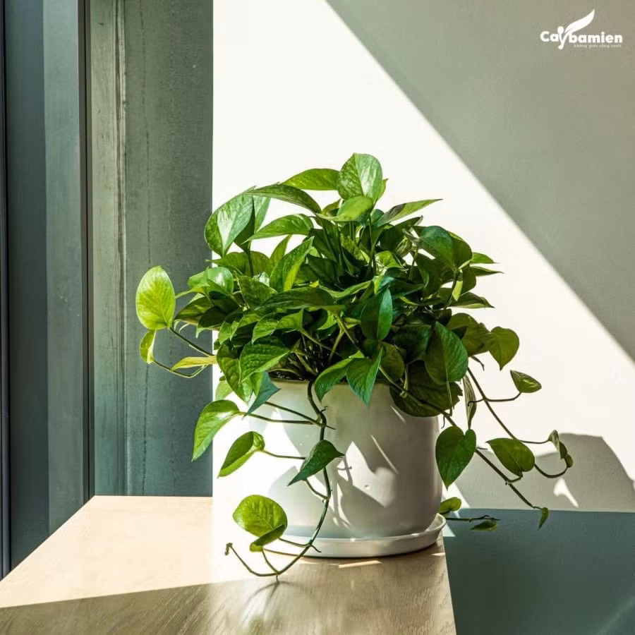 Tuy nhiên, có những vị trí không nên đặt cây trầu bà, vì nếu làm như vậy, cây có thể bị hại hoặc không phát triển tốt: Tránh đặt cây trầu bà giữa hai bên tủ truyền hình. 